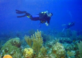 Diving at Manly